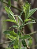 Salix × holosericea