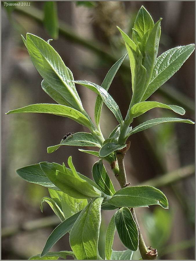 Изображение особи Salix &times; holosericea.