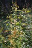 Hypericum ascyron. Плодоносящее растение. Алтай, окр. пос. Манжерок, опушка березняка на склоне г. Черепан. 26.08.2009.