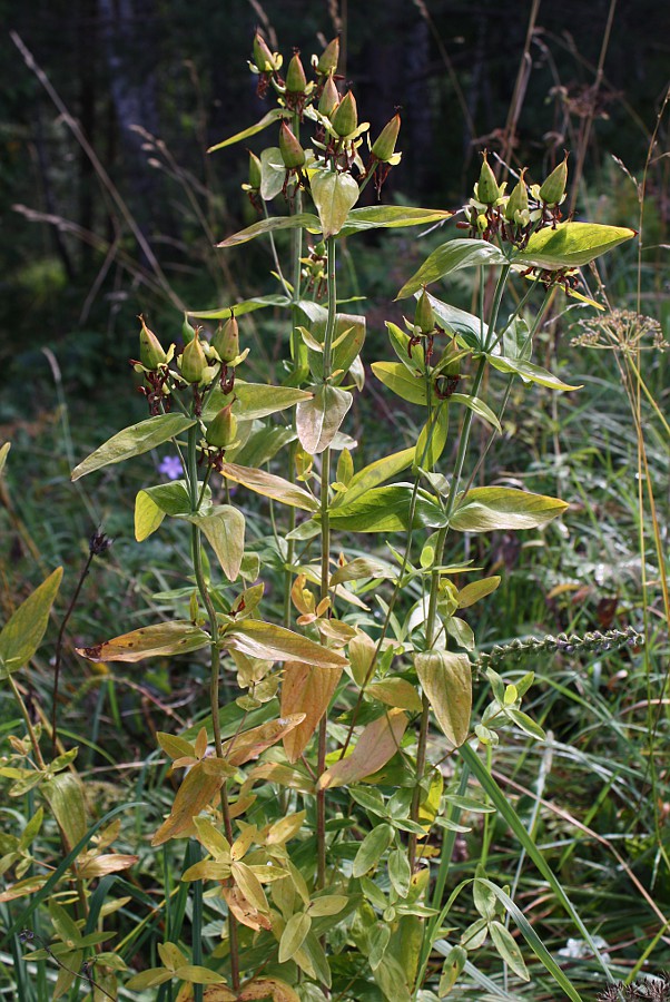 Image of Hypericum ascyron specimen.