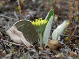 Pilosella officinarum. Цветущее растение (высота - ок. 2 см). Смоленская обл., Смоленский р-н, окр. пос. Каспля, песчаный бугор. 09.06.2011.