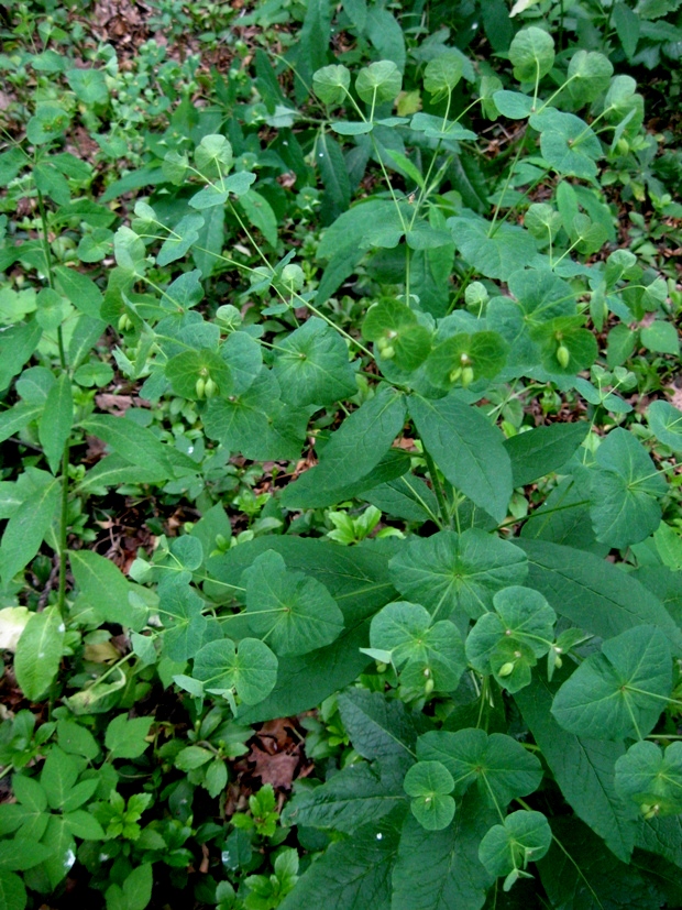 Изображение особи Euphorbia macroceras.