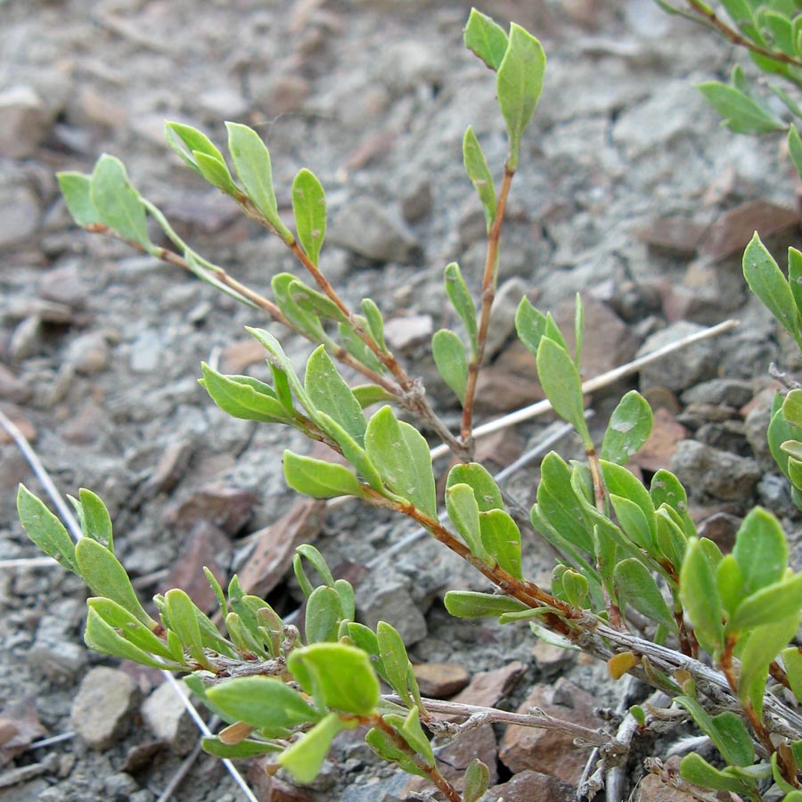 Изображение особи Atraphaxis replicata.