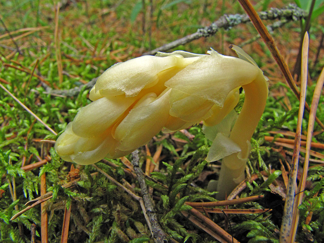 Image of Hypopitys monotropa specimen.