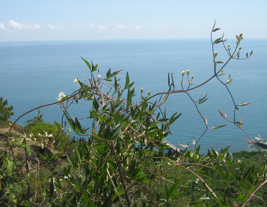 Image of Clematis flammula specimen.