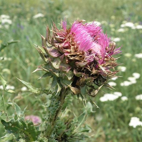 Image of Carduus thoermeri specimen.