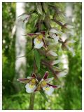 Epipactis palustris. Часть соцветия. Республика Татарстан, Алькеевский р-н, памятник природы \"Татарско-Ахметьевское торфяное болото\". 12.07.2005.