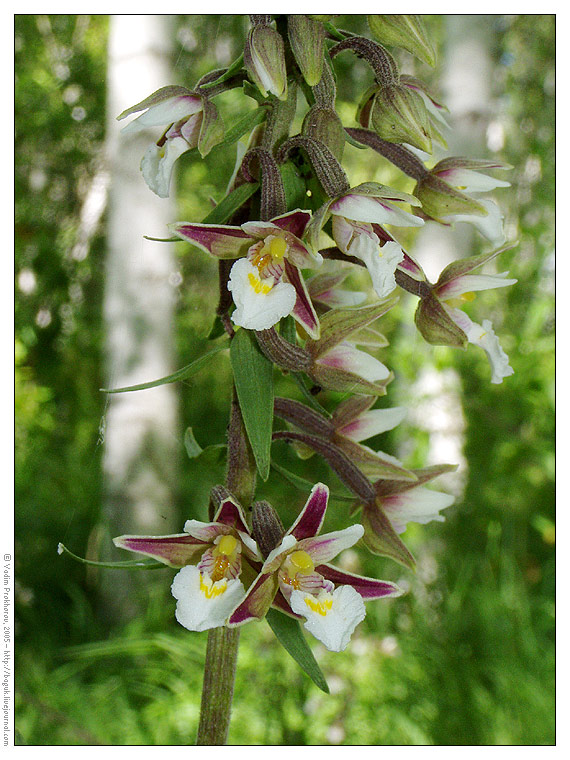 Image of Epipactis palustris specimen.