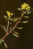 Rorippa palustris. Соцветие. Республика Татарстан, Волжско-Камский заповедник. 19.06.2011.