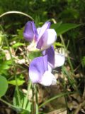 Lathyrus laxiflorus. Цветки. Крым, Севастополь, Балаклавский р-н, Ласпи. 14 мая 2011 г.