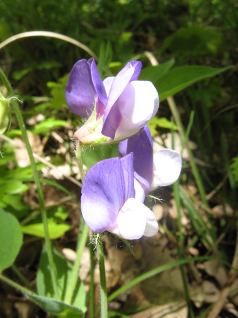 Image of Lathyrus laxiflorus specimen.