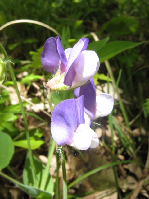 Изображение особи Lathyrus laxiflorus.