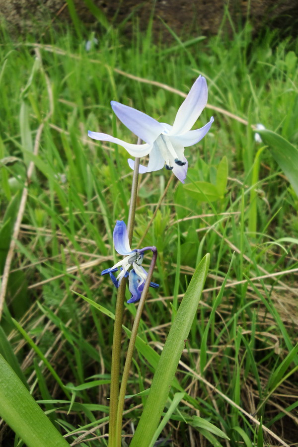 Image of Scilla rosenii specimen.