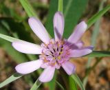 Geropogon hybridus. Соцветие. Израиль, Голанские высоты. 02.06.2011.