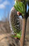 Salix &times; laurina