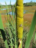 Typha latifolia