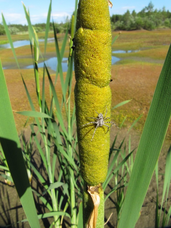 Изображение особи Typha latifolia.