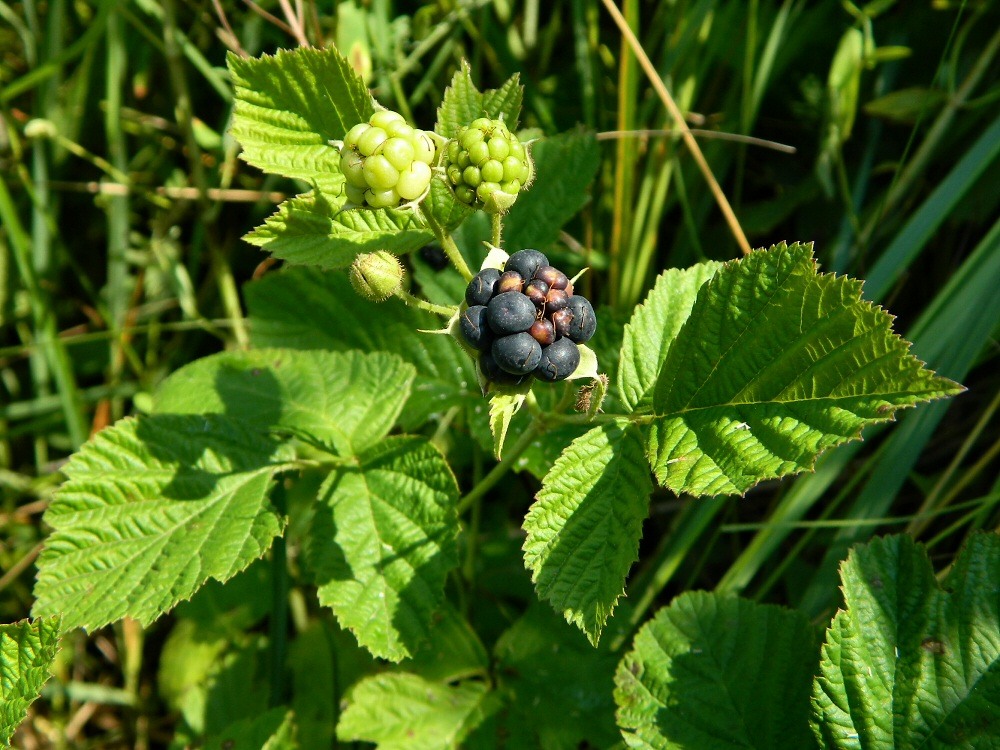 Изображение особи Rubus caesius.