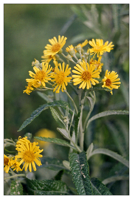 Изображение особи Senecio tataricus.