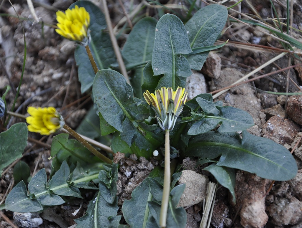 Изображение особи Taraxacum hybernum.