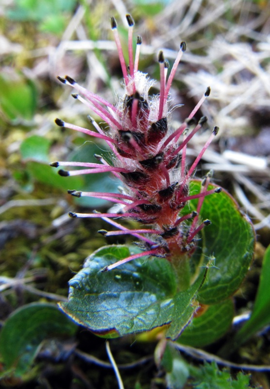 Изображение особи Salix polaris.