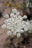 Daucus carota