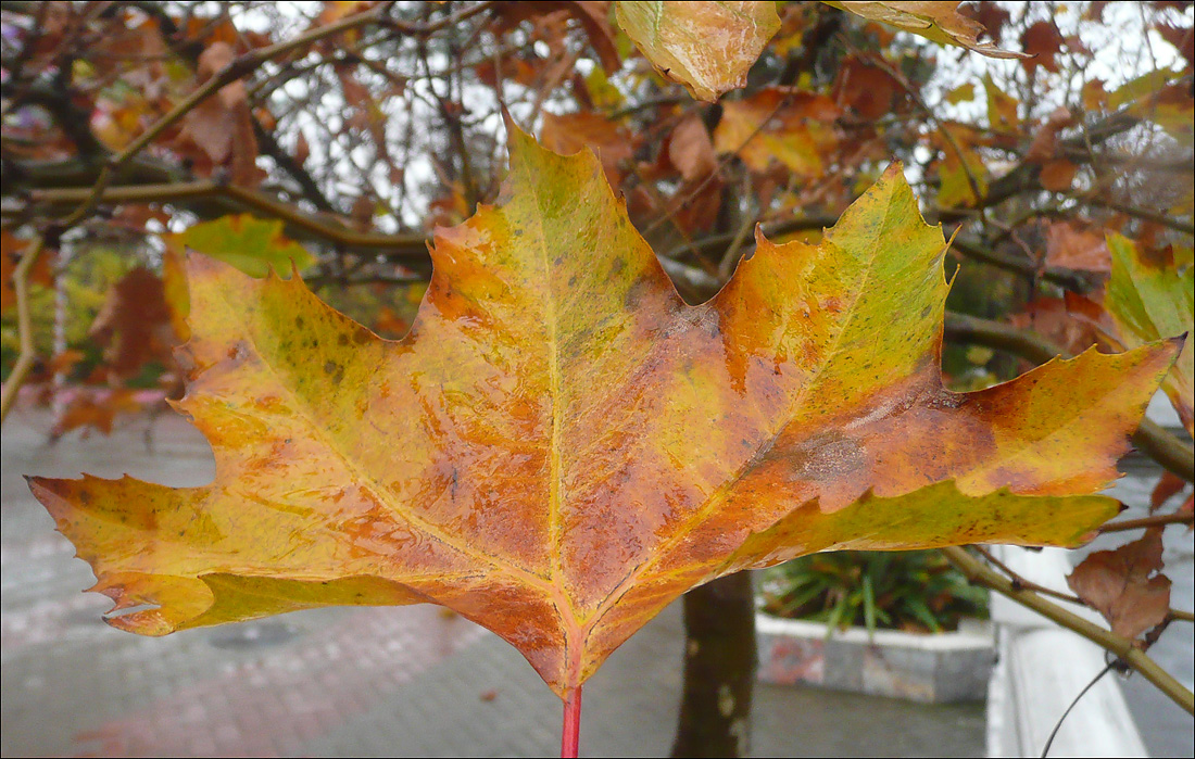 Изображение особи Platanus &times; acerifolia.