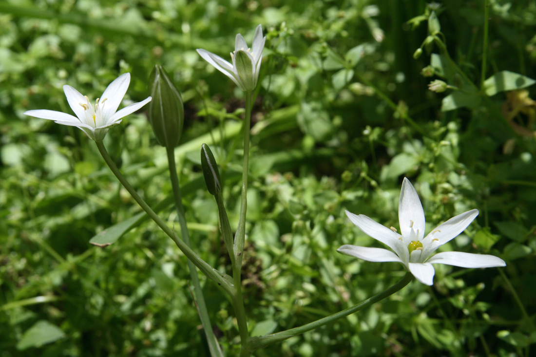 Изображение особи род Ornithogalum.