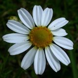 Anthemis arvensis