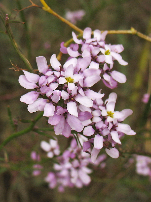 Image of Iberis linifolia specimen.