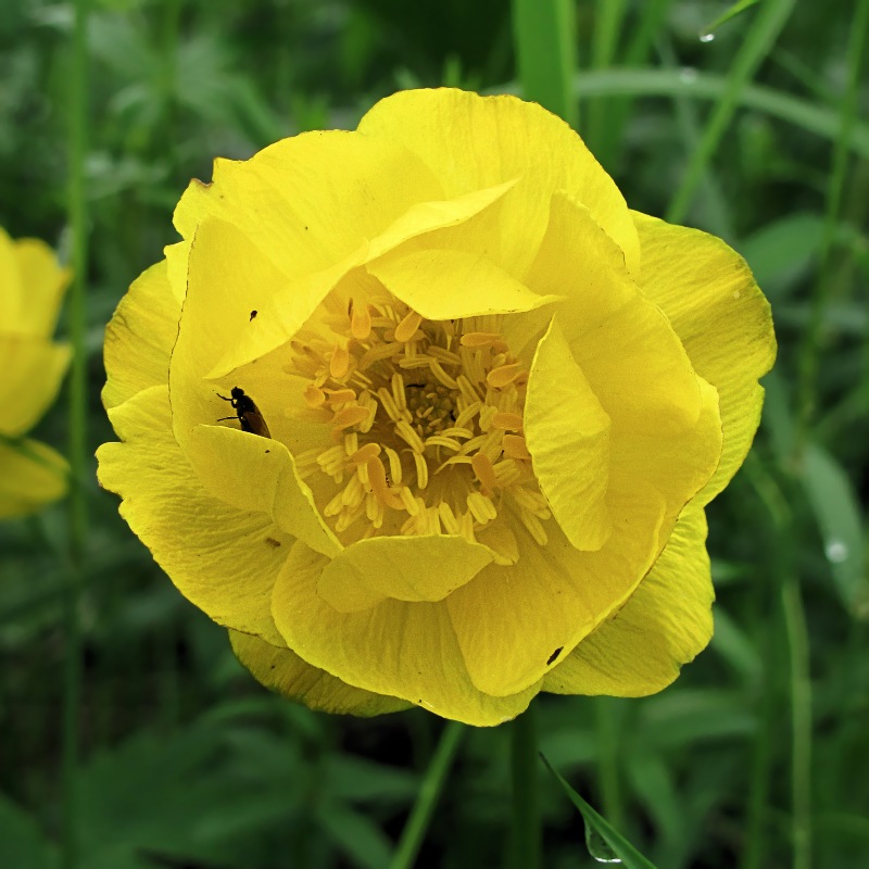 Image of Trollius apertus specimen.