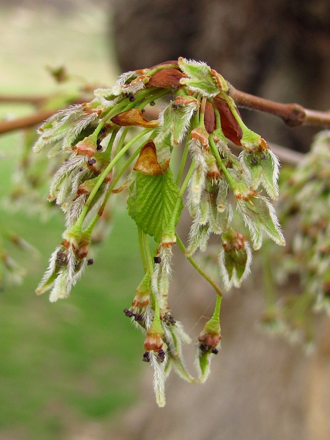 Изображение особи Ulmus laevis.