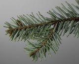 Abies nordmanniana. Верхняя часть веточки (видна обратная сторона хвоинок). Германия, г. Кемпен, в культуре. 03.05.2012.