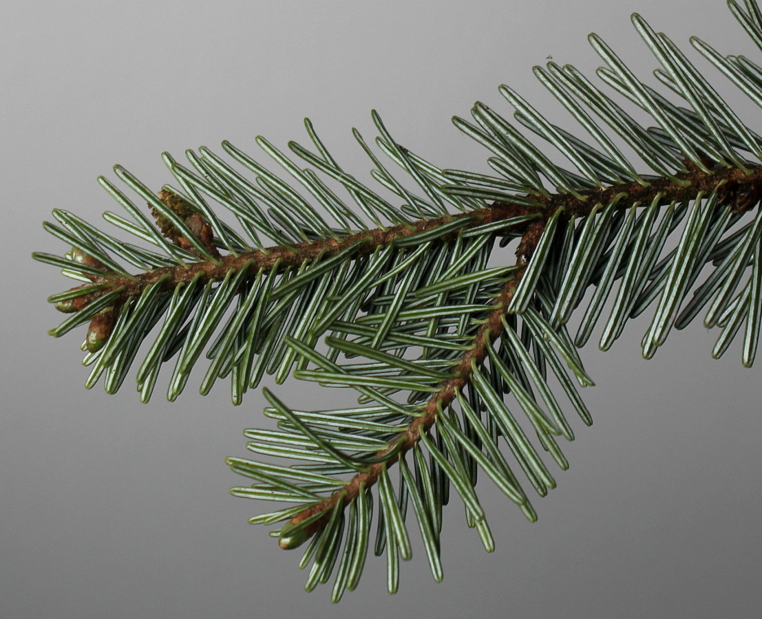 Image of Abies nordmanniana specimen.