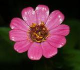 Zinnia elegans. Соцветие после дождя (вид сверху). Московская обл., дачный участок. 10.09.2008.