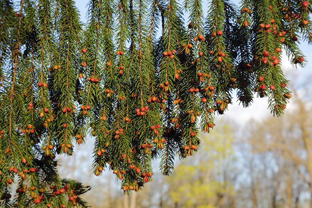 Image of Picea abies specimen.