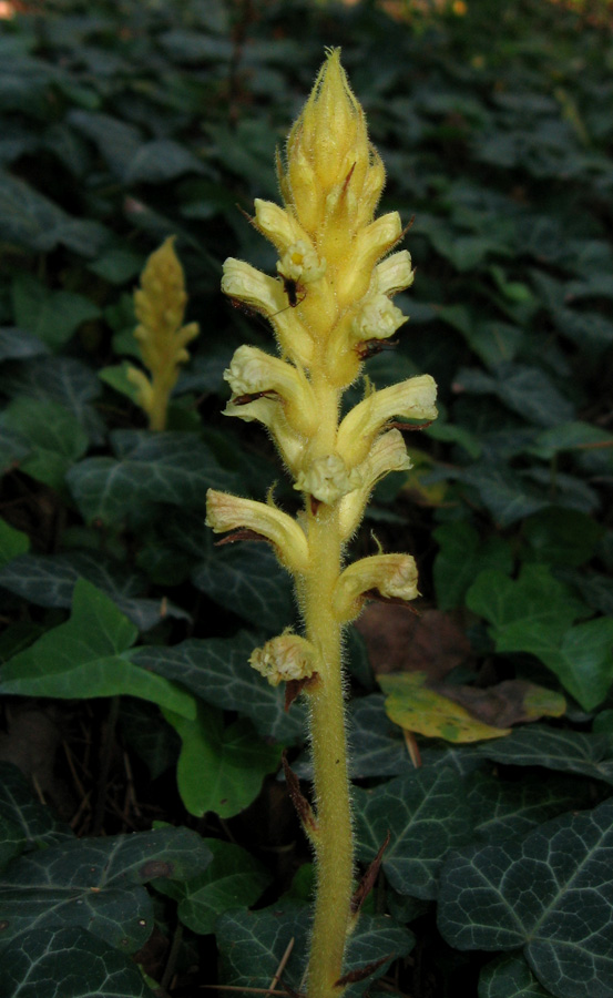 Изображение особи Orobanche hederae.