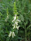 Stachys recta