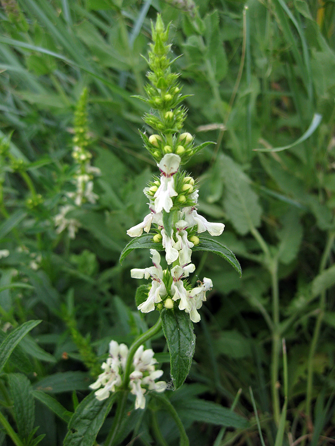 Изображение особи Stachys recta.