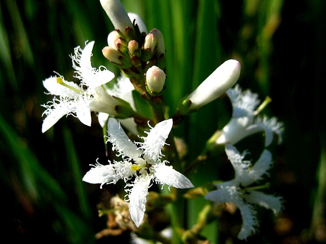 Image of Menyanthes trifoliata specimen.