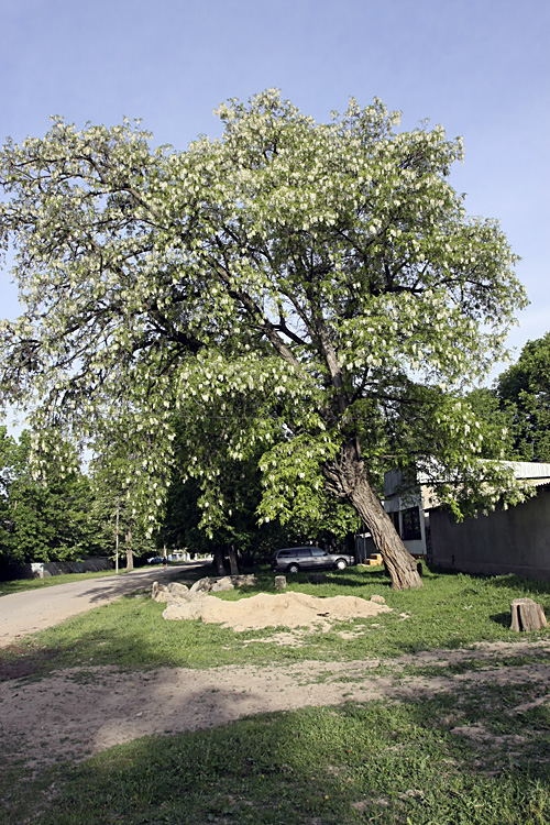 Изображение особи Robinia pseudoacacia.