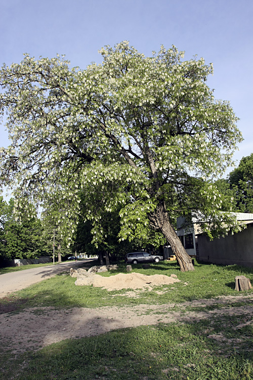 Image of Robinia pseudoacacia specimen.