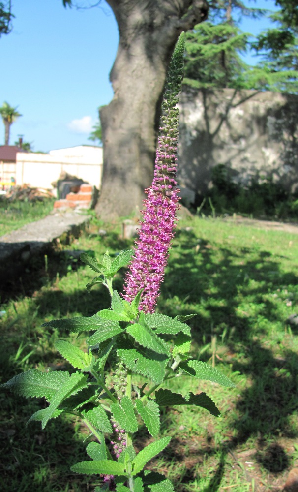 Изображение особи Teucrium hircanicum.