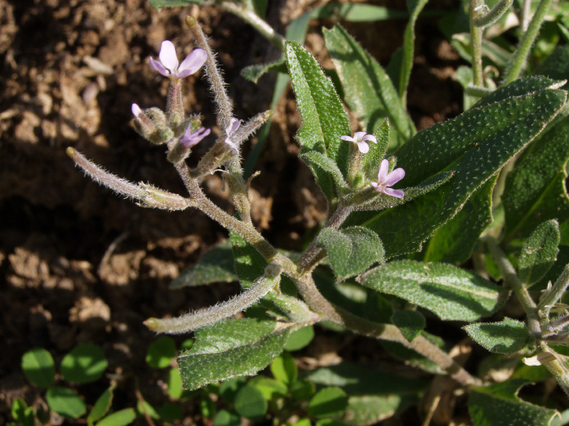 Изображение особи Strigosella africana.