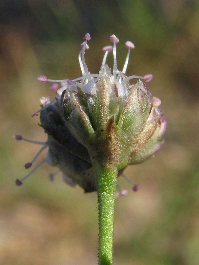 Image of Gypsophila pallasii specimen.