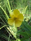Ranunculus lingua