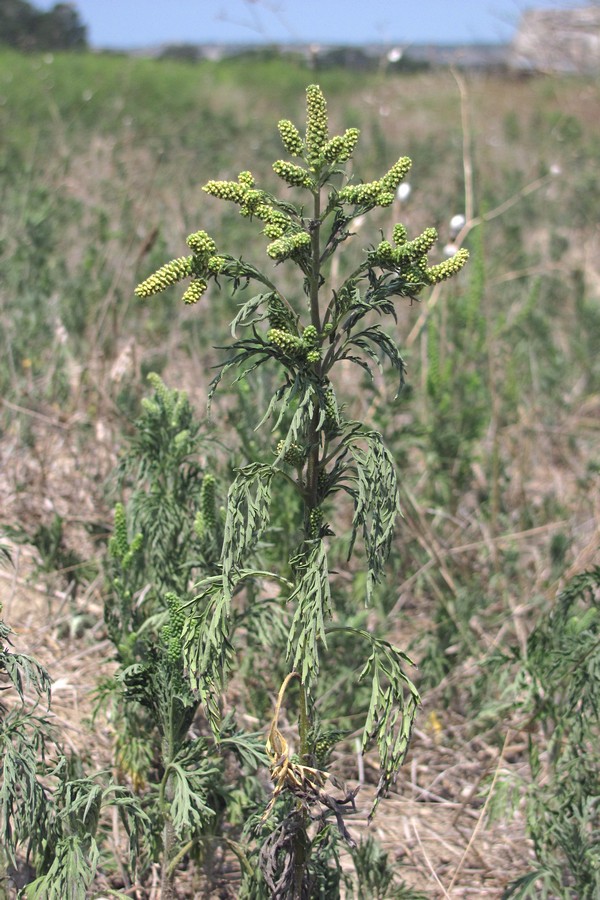 Изображение особи Ambrosia artemisiifolia.