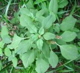 Amaranthus blitum