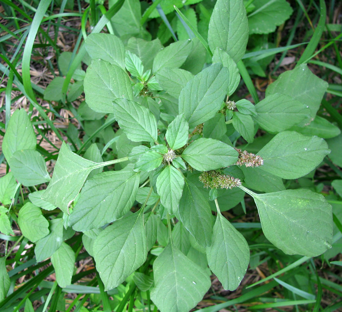 Изображение особи Amaranthus blitum.