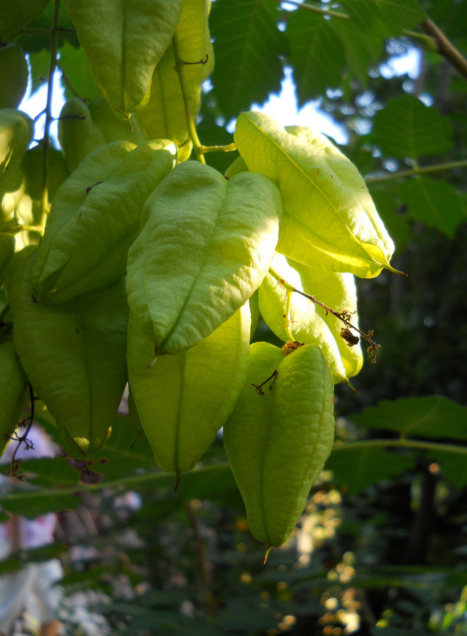 Image of Koelreuteria paniculata specimen.